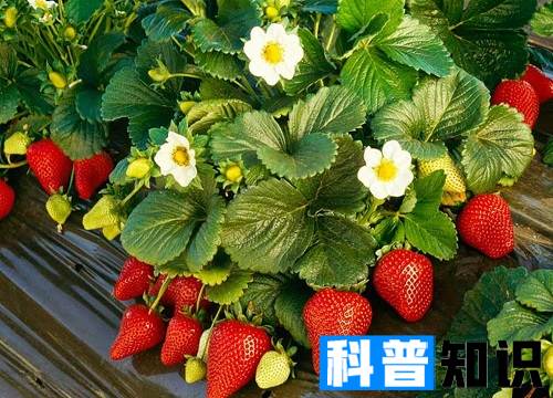 草莓种植时间 草莓种植时间和方法