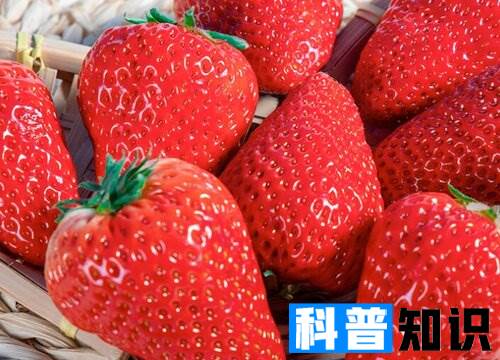 草莓的外貌特点描写 详细描述草莓的外形特征句子