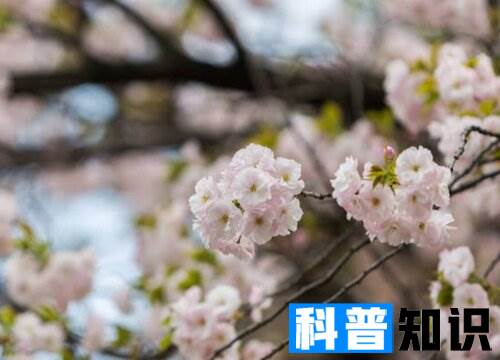 樱花开在什么季节 盛开在几月份