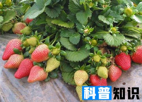 草莓什么季节成熟采摘 草莓几月份上市